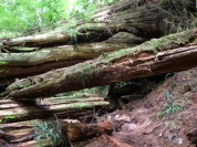 trail, Lone Cone, fallen tree, Meares Island, Tofino