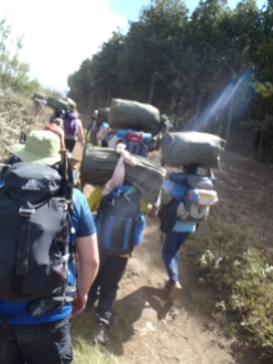Our first steps on the trail, Day 1 Rongai Route, just us climbers and 30+ crew members carrying their gear and ours.